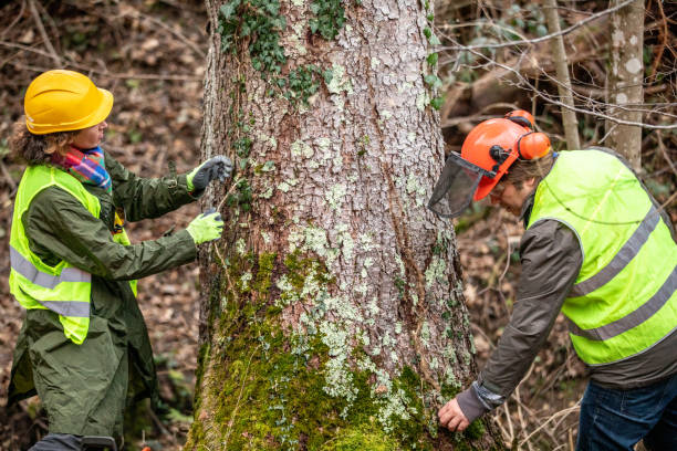 How Our Tree Care Process Works  in  South Blooming Grove, NY