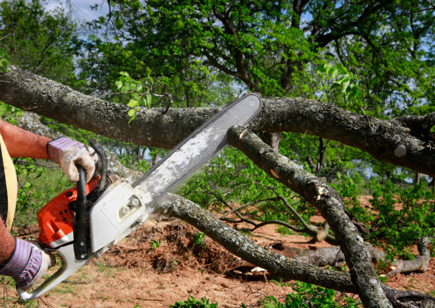 Professional Tree Care in South Blooming Grove, NY
